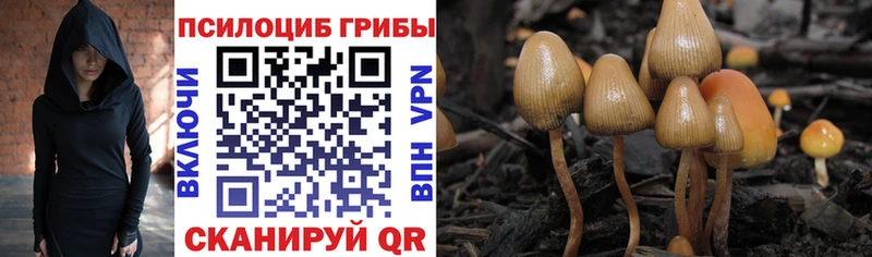 Псилоцибиновые грибы Cubensis  Сельцо 